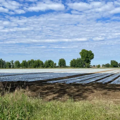 An expansive agricultural field covered in white plastic sheeting under a bright blue sky with scattered clouds